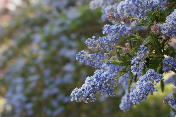 a blue flower with green stems 